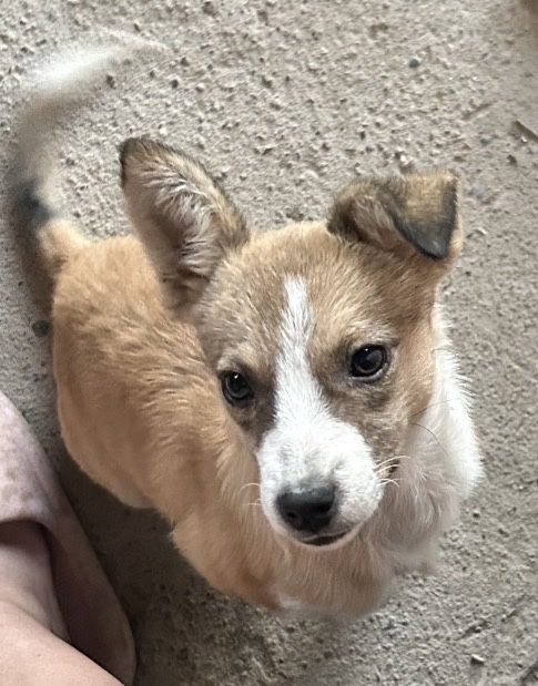 Отдаю собачку в хорошие добрые руки и любимую семью.