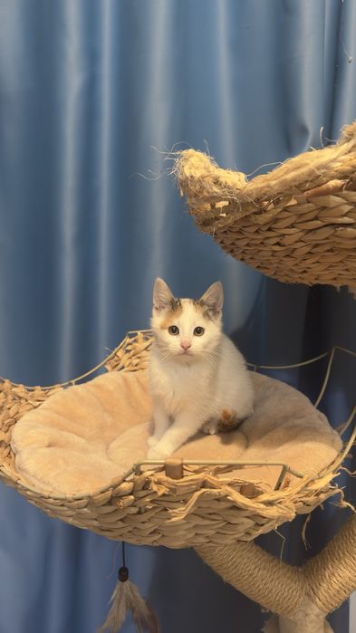 Котенца малки подарявам две женски и едно мъжко.