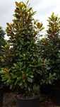 Magnolia grandiflora veșnic verde