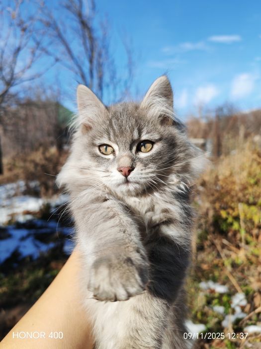 Отдам котёнка, девочка