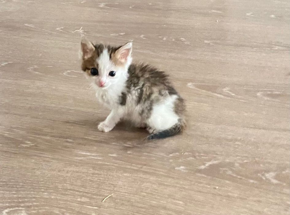 Котенок  мальчик 1,5 месяцев ищет любящих хозяев