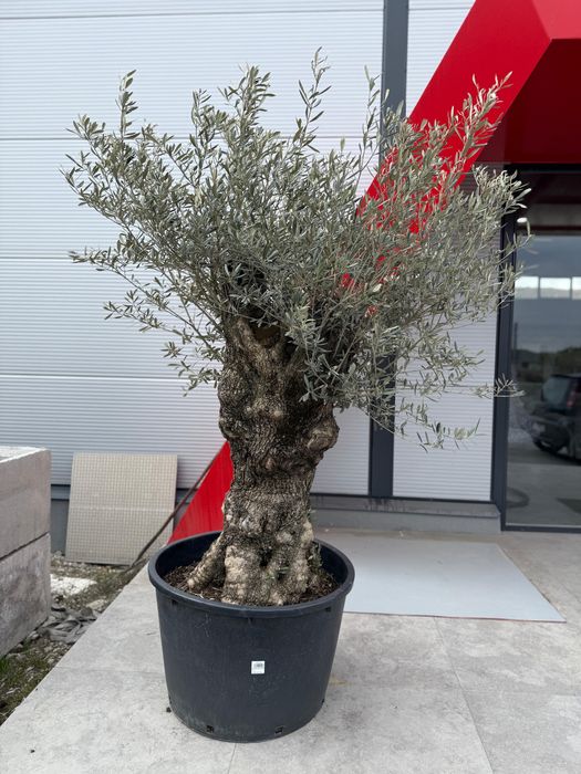 Maslini Olea Europaea