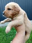 Puiuț golden retriever