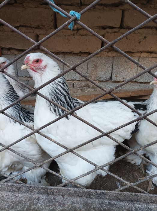 Zotli Brama  tovuqlari sotiladi 5ta tovuq