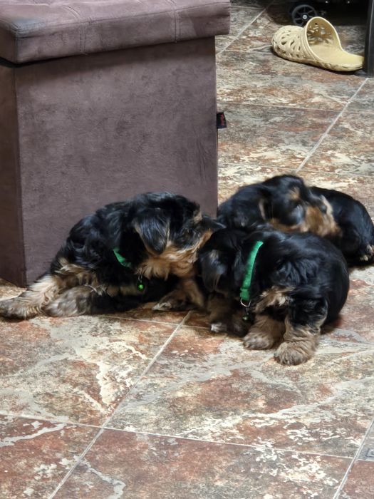 Чистокръвни Йорки – 2-месечни малки сладури!