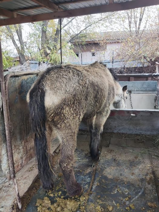 Лошадь на продажу