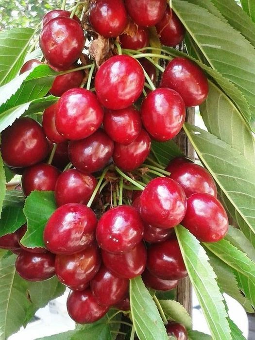 Aluni.Nuci.Migdal.Castan.Cires.Coacaz Agris Zmeur Pom>RO și plantam