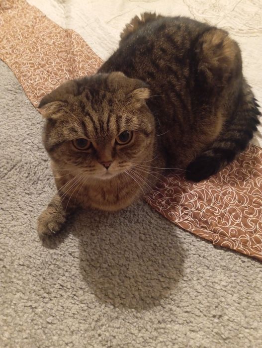 Отдам в добрые кури породистую кошку