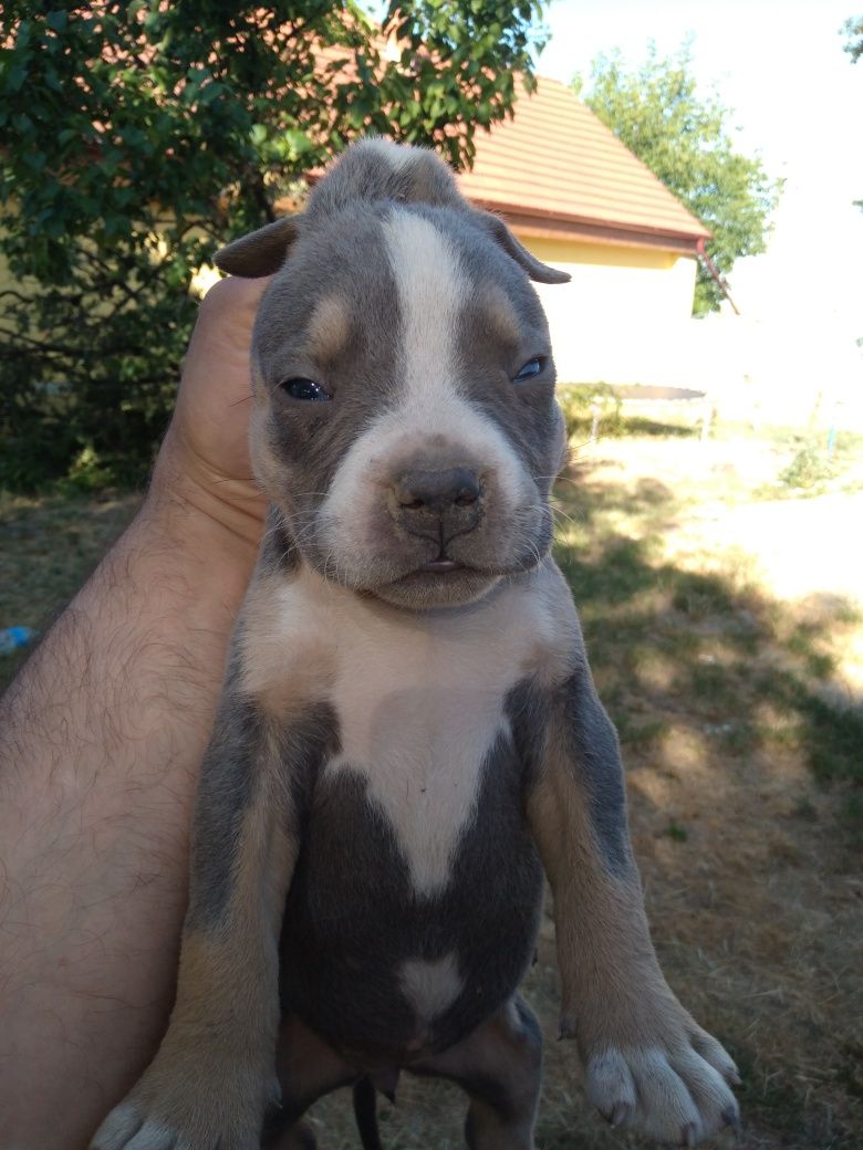 Pui american bully