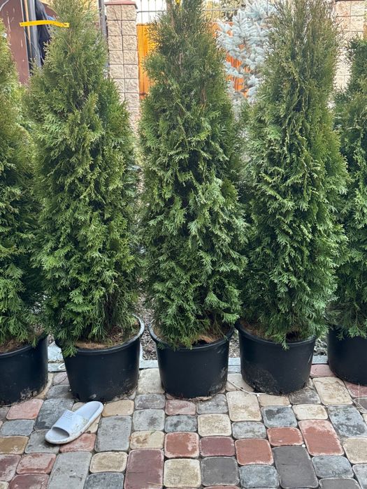Туя Смарагд с посадкой