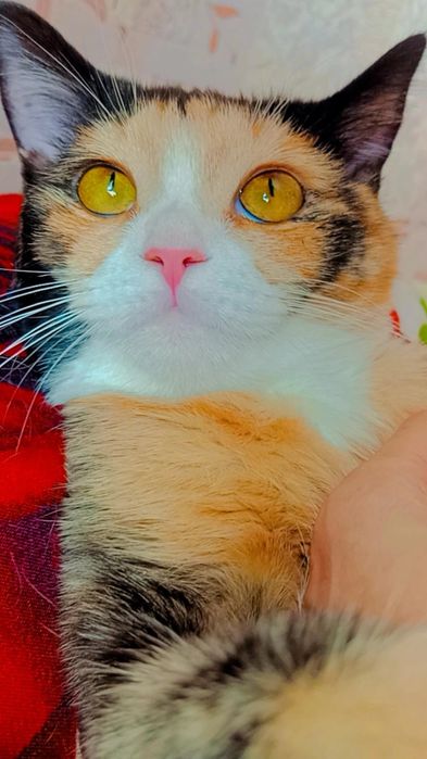 Кошечка сладенькая малышка