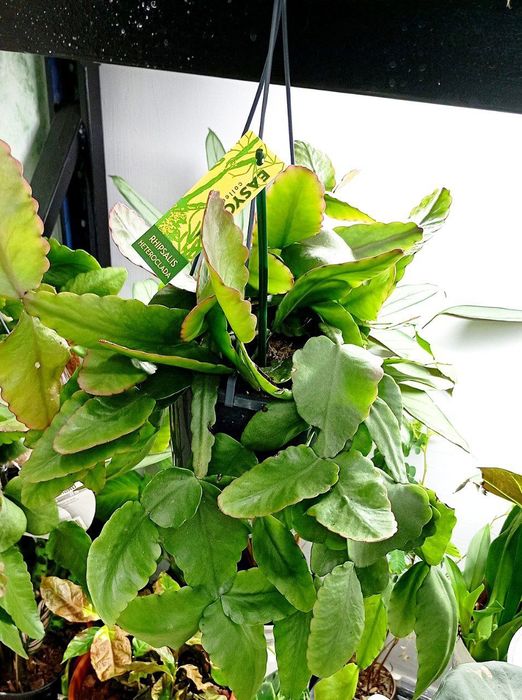 Рипсалис парадокса минор и пахиптера рубра