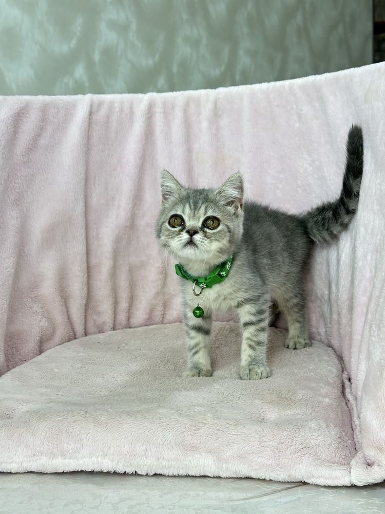 Котенок скоттиш страйт