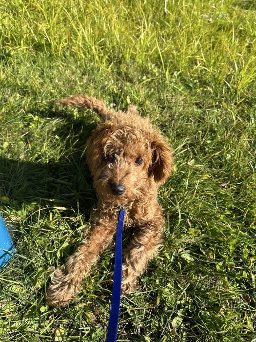 Пудел Той……………………………………….