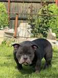 Vand femela american bully pocket