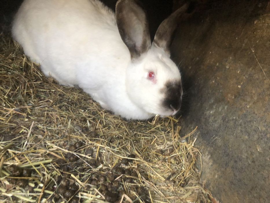 Iepuri  californieni  mari uriasi