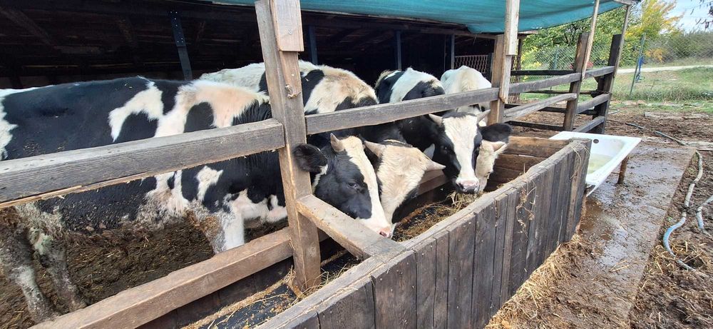 Мъжки угоени телета