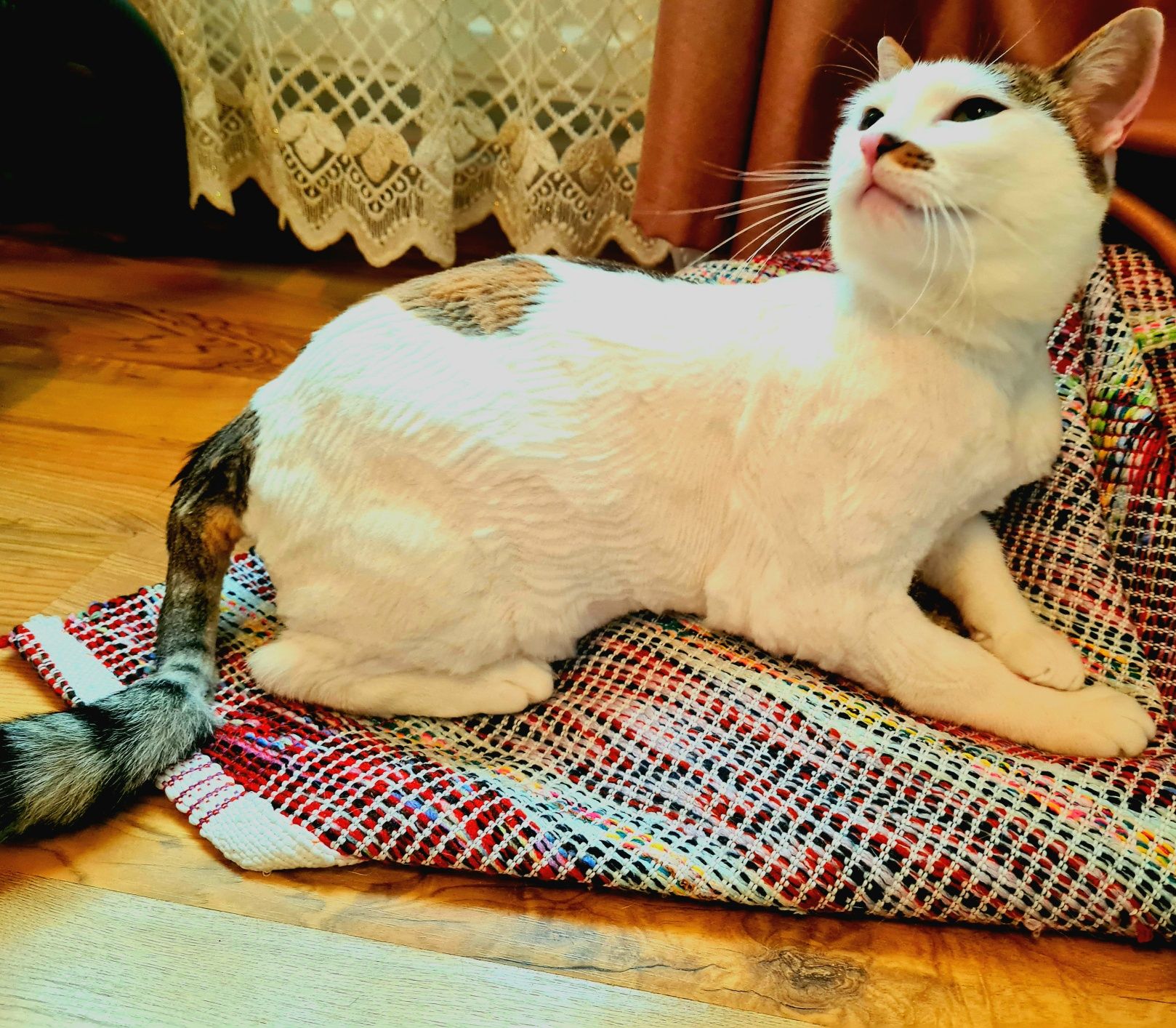 Tuns caini și pisici