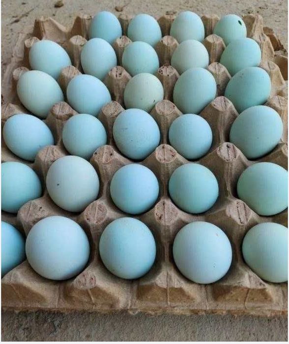 Ухейли зотли хуроз ва товуклари. Келиб чикиши Хитой.