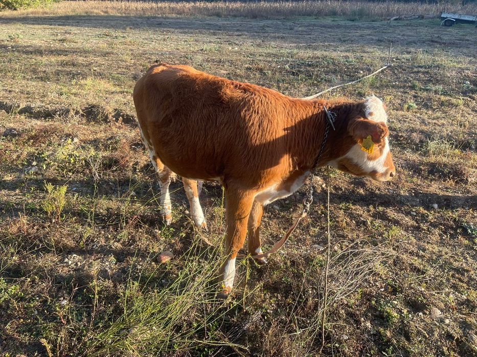 Vand Vaca De Lapte Baltata Romaneasca