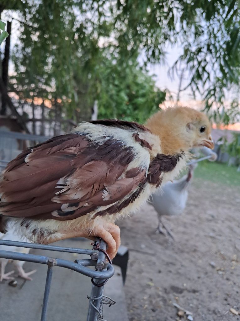 Vând  pui găini și ouă