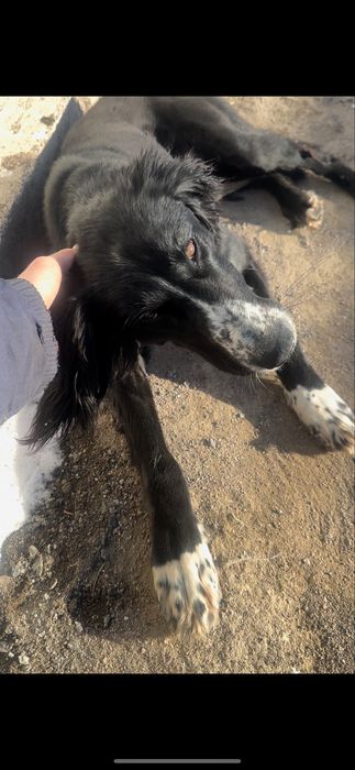 алпауыт тазы күшіктері