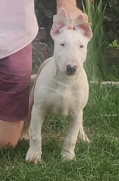 vand bull terrier