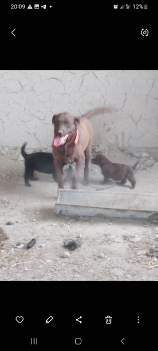 Продаются Щенки-Лабрадоры