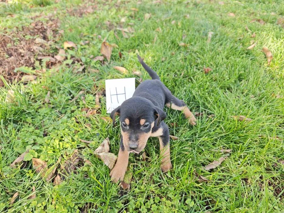 Подаряват се малки кученца