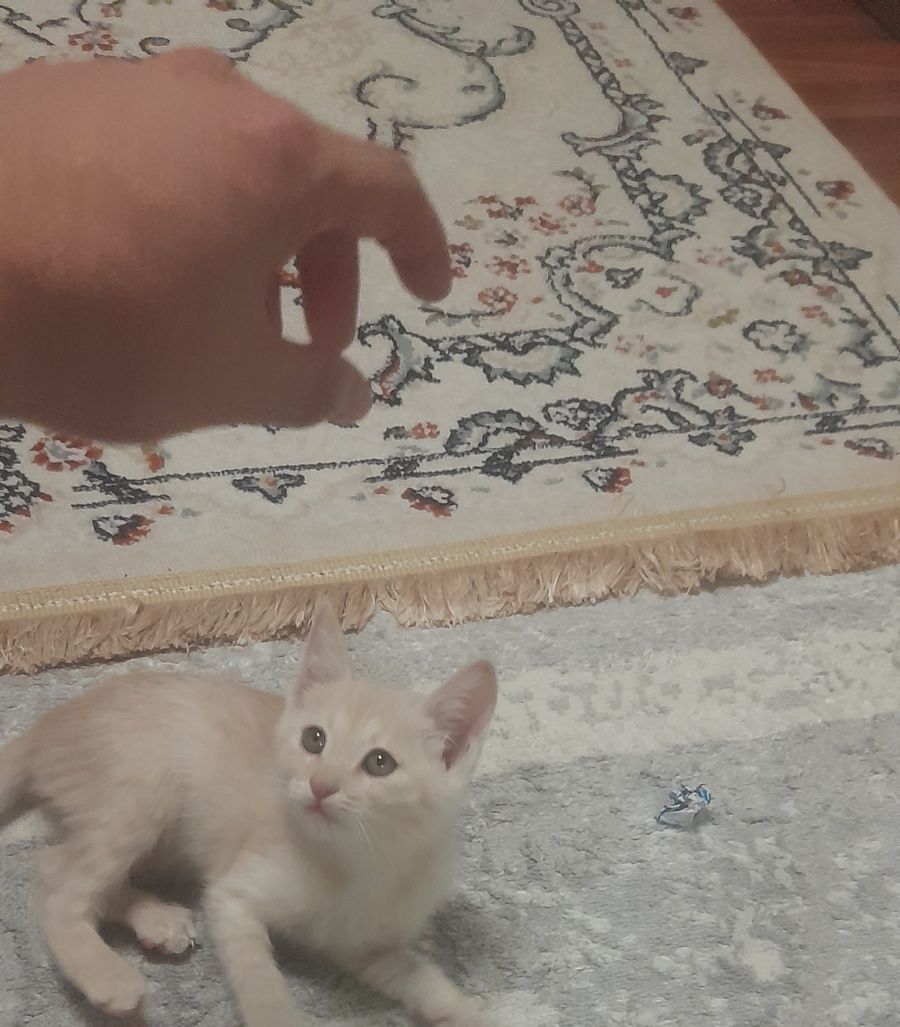 Котенок ишет дом