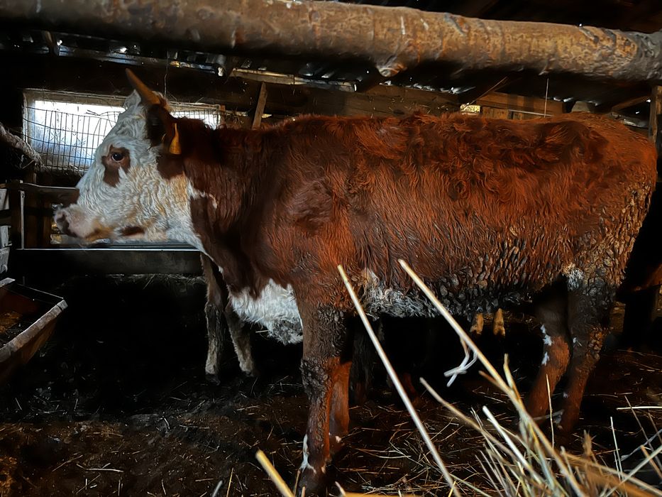 Продается 5 голов КРС