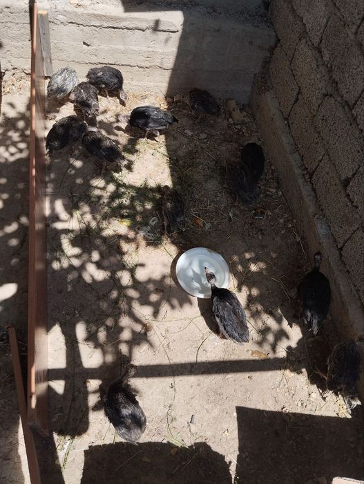 Продаётся цыплята индушата