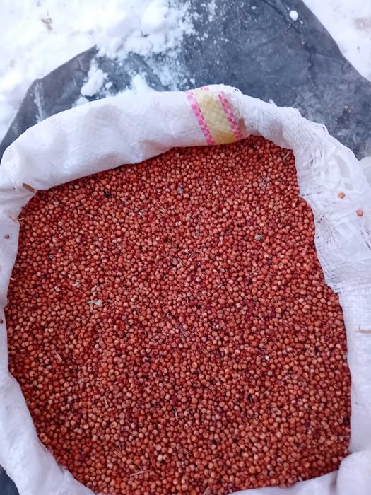 Vind Seman de paioase S.U.B 29 si SPC. 6 cu6 sau 8 sectii cu,fertiliza