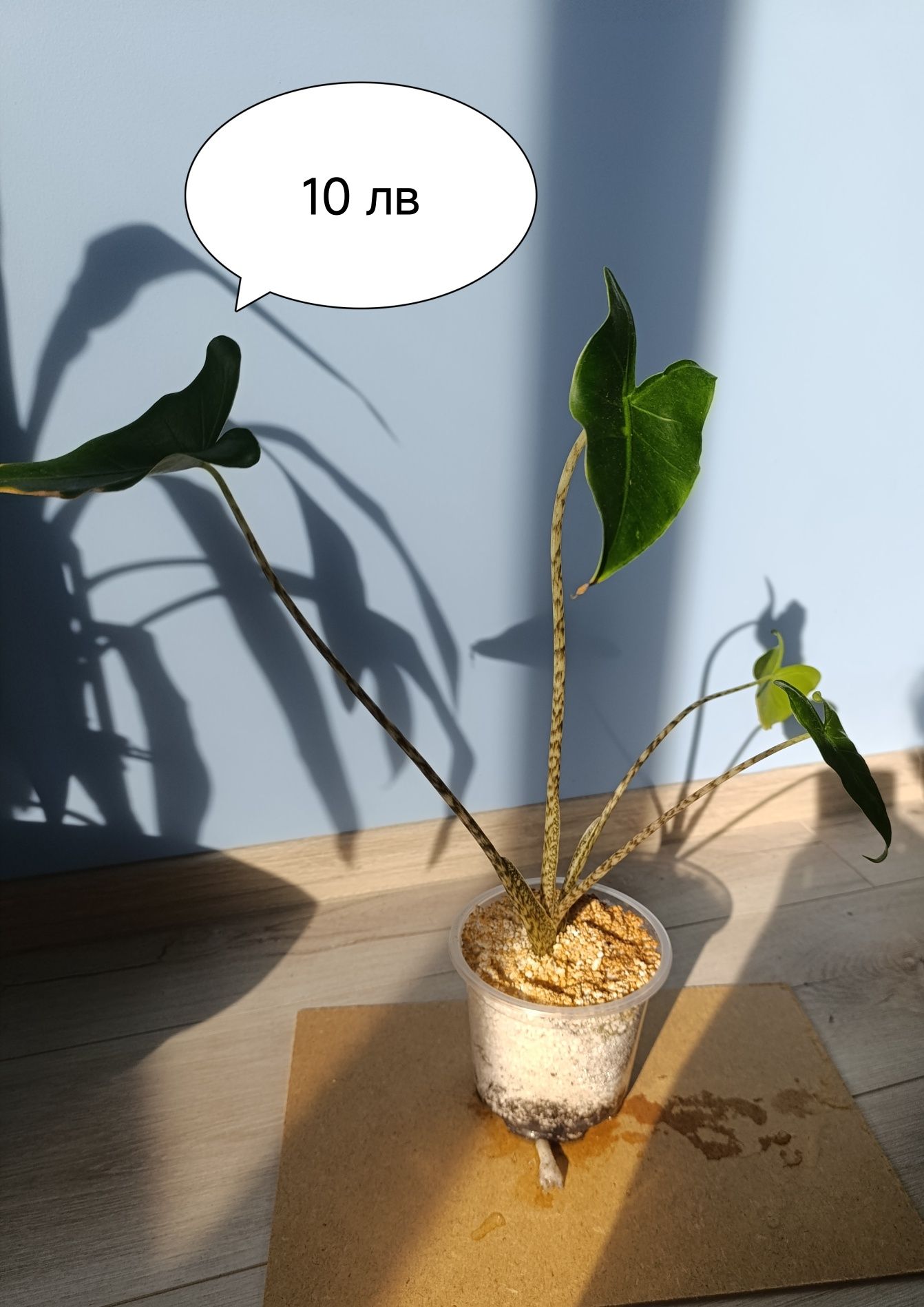 Няколко вида Алоказии