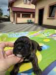 Pui Presa Canario