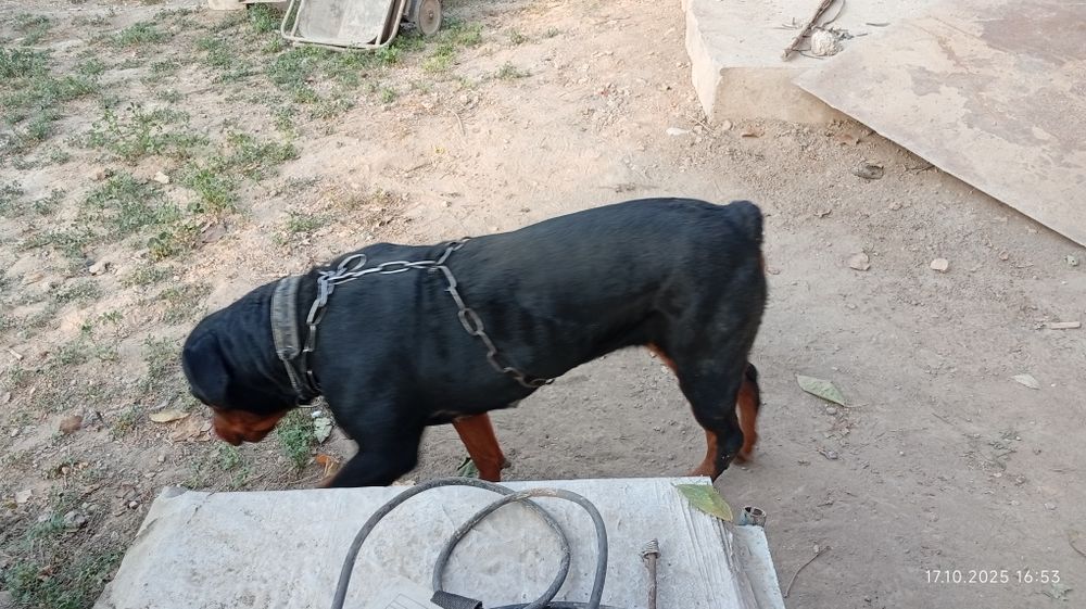 Ротвелер сотилади қиз бола 4 ёшлик