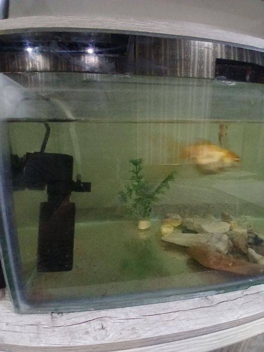 Аквариум ва баликлари билан  сотилади