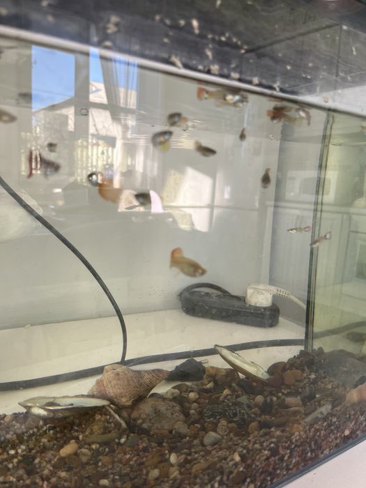 Продам аквариум с рыбками