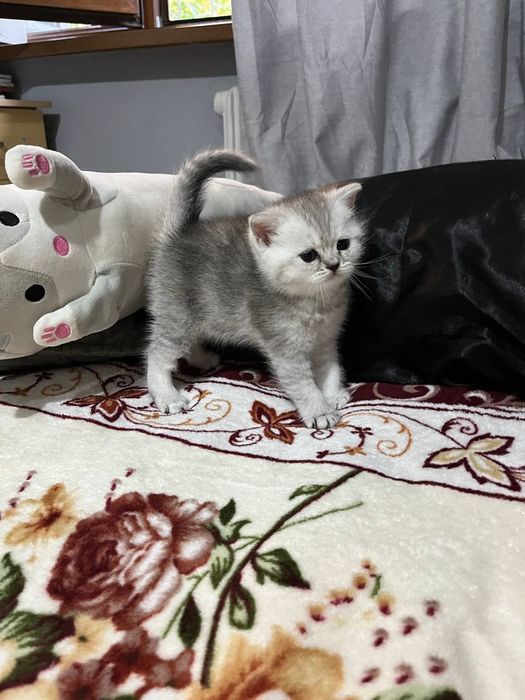 Скотиш страйт девочка серебристая шиншилла