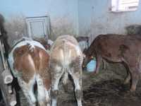 Vand vitele de 7 luni