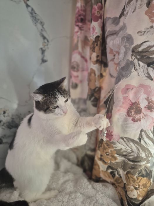 Котик и кошечка ищут дом