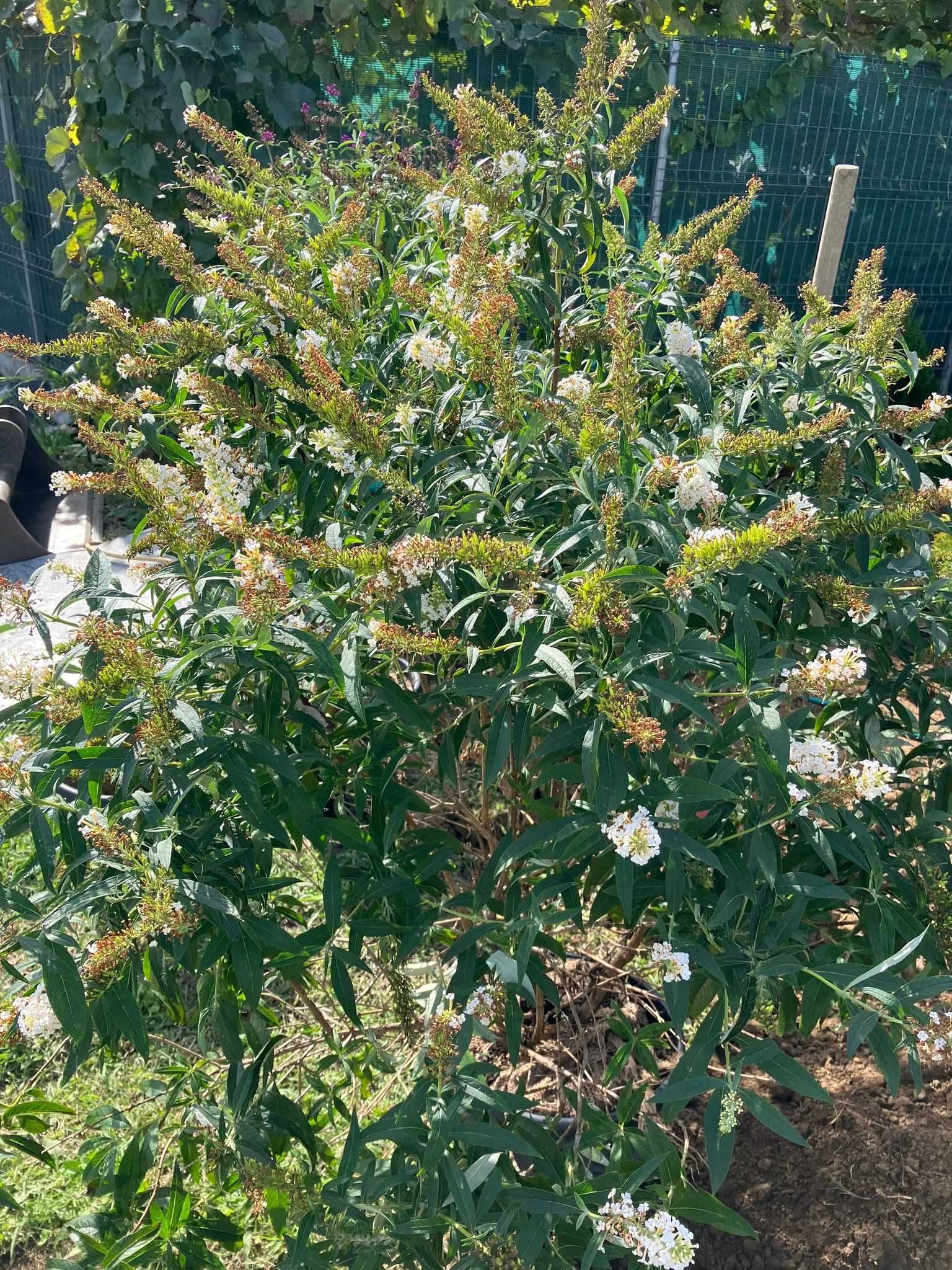 ZmD Horti  Pomi Fructiferi Viță de vie plante ornamentale , plantari