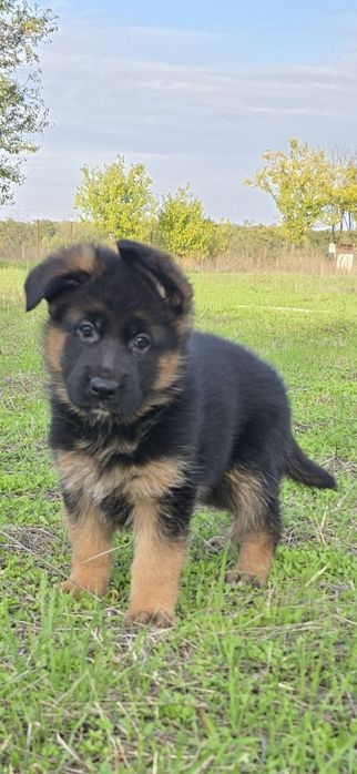 Чистокръвни немски овчарки