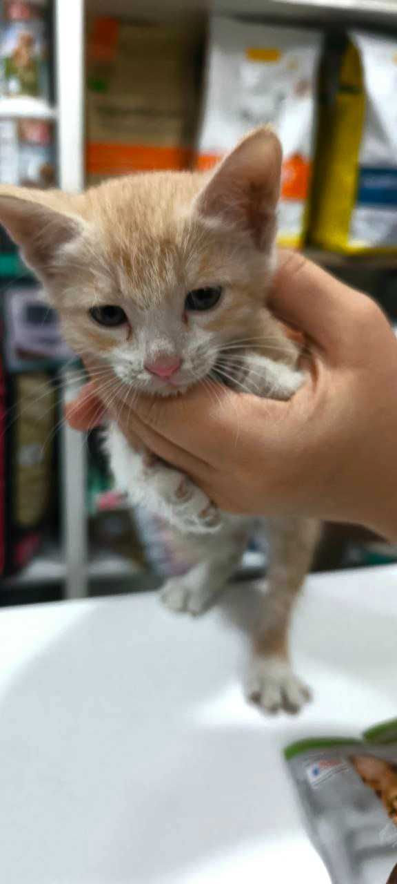 Котенок в добрые руки