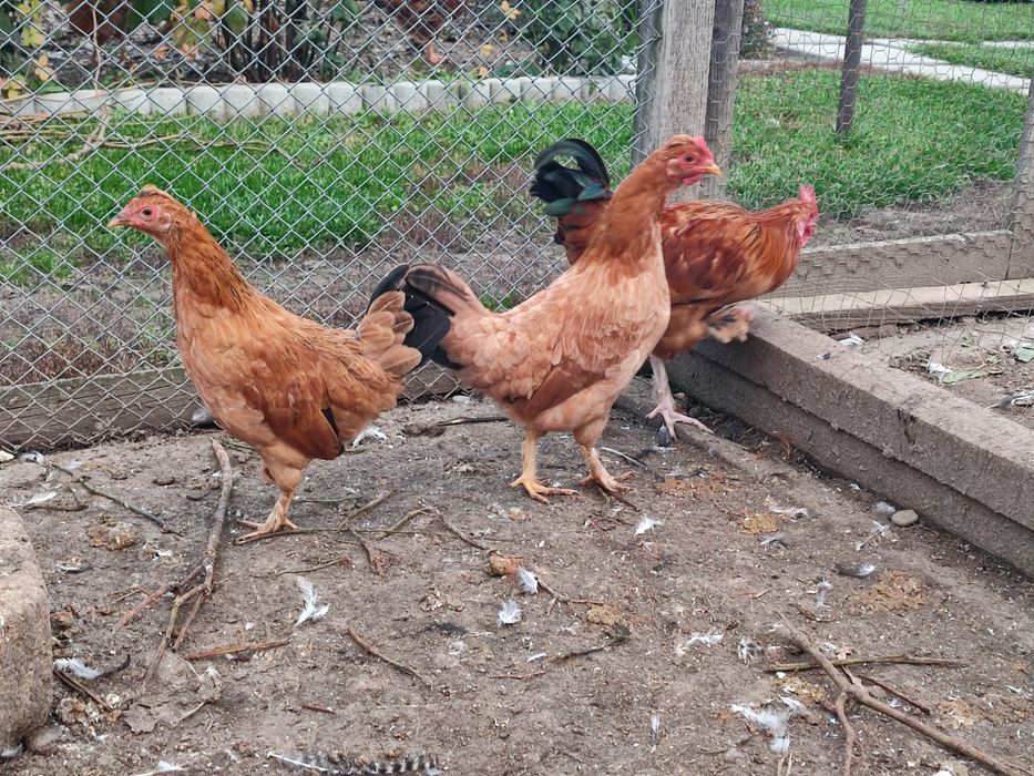 Puicuțe liliput (americane)