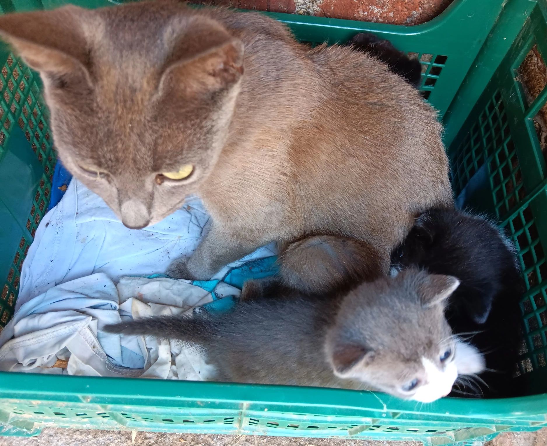 Подарявам малки котенца