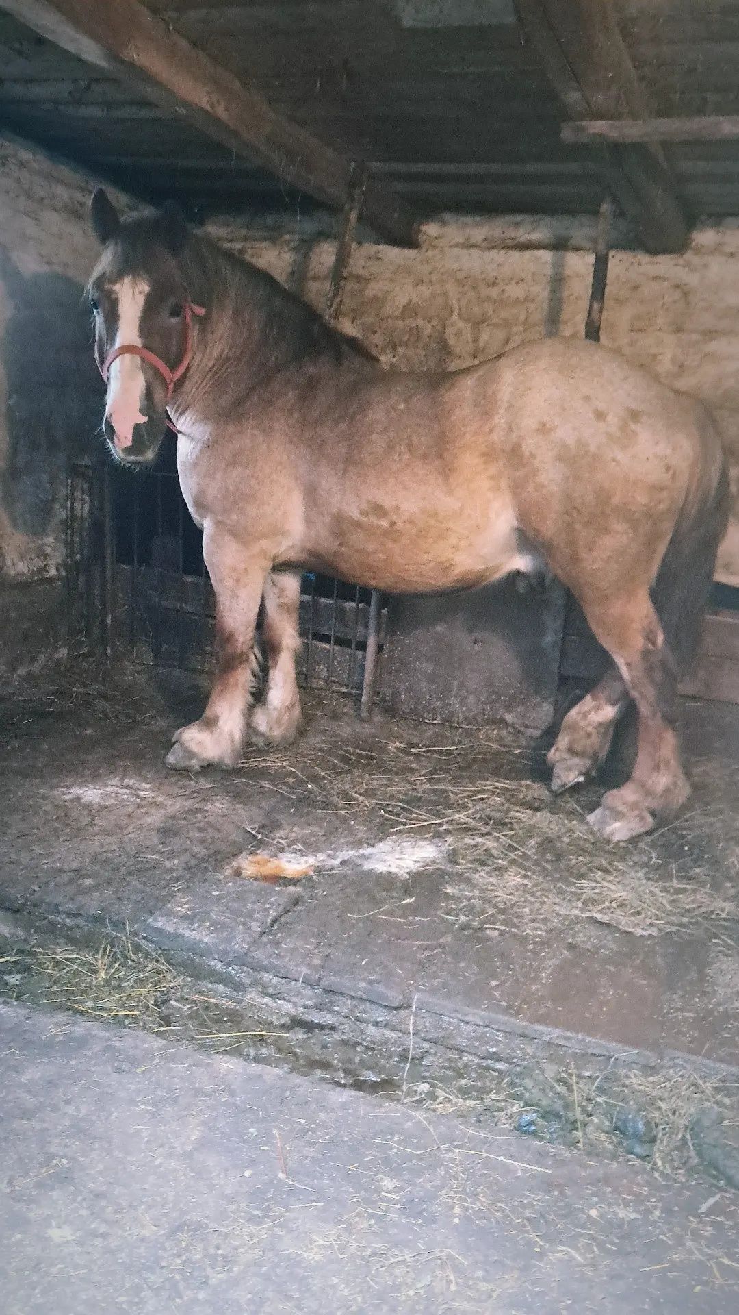 Cal de vânzare 8 ani garantat de orice