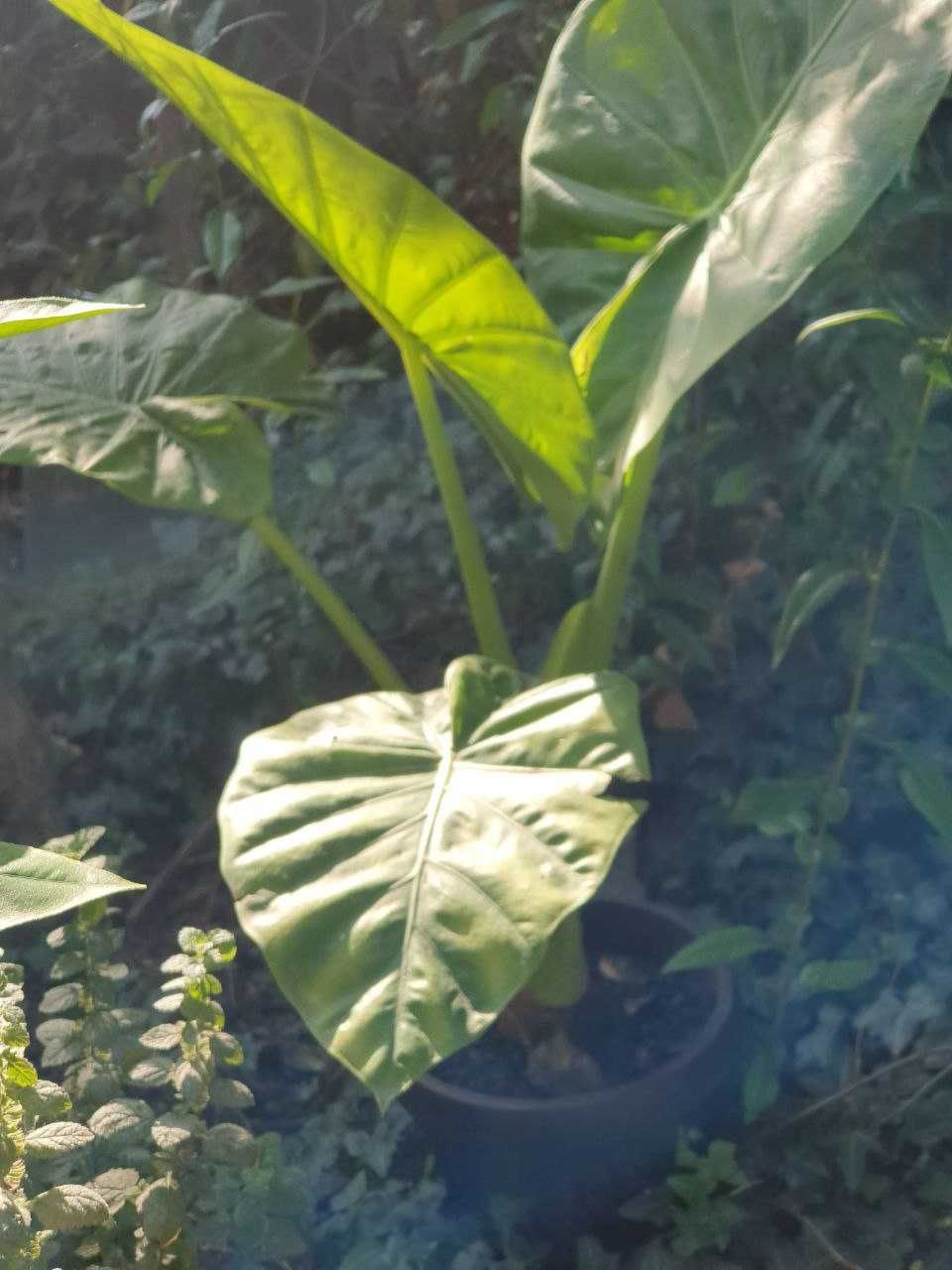 Alocasia odora, plantă tropicală decorativă