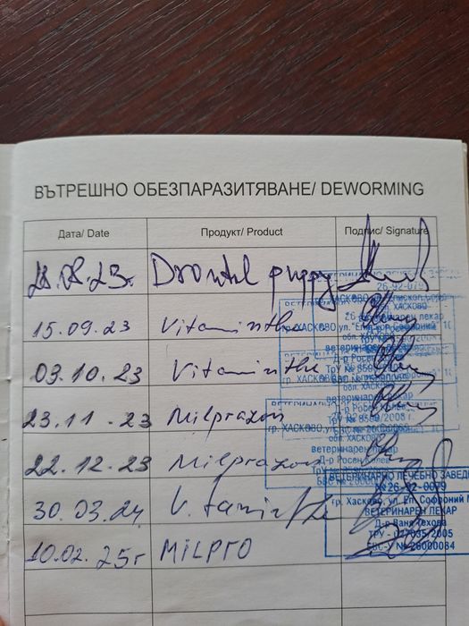 Продавам бял  померан на 2 години
