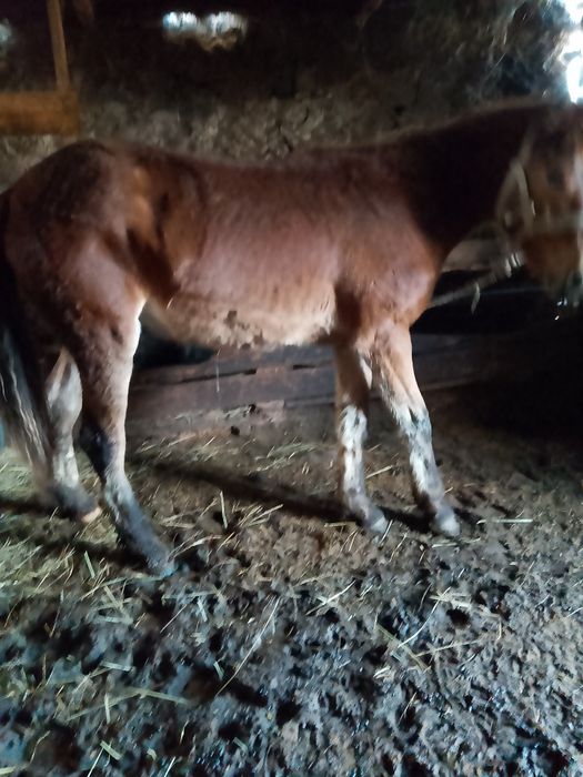 Продам кобылку год и шесть месяцев